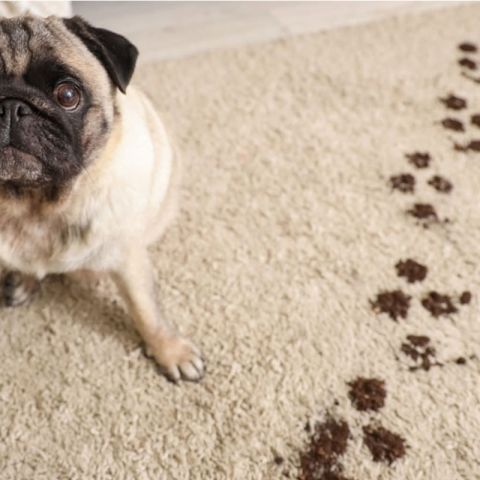 Image depicting the Service Carpet Cleaning