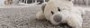 Refresh Your Carpets with Professional Carpet Cleaning in Central Massachusetts 